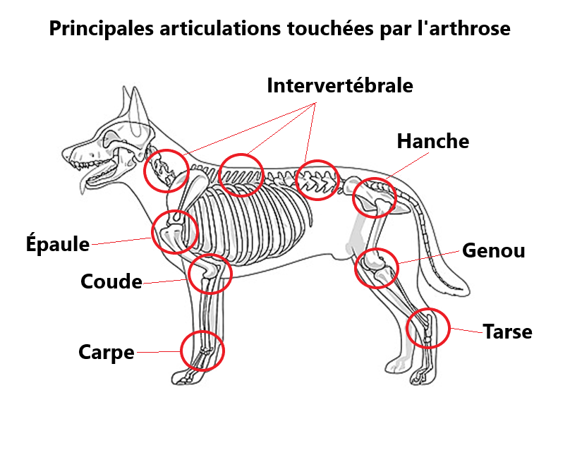 L'arthrose chez le chien - Clinique Vétérinaire VETO Thônes