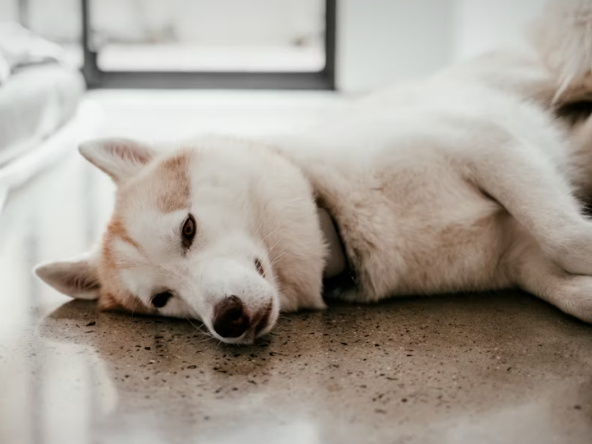 Pancréatite canine